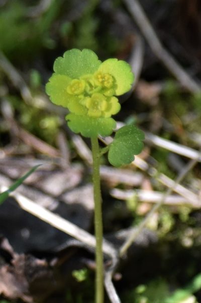 Chrysosplenium iowense, photographed by Eric Lamb