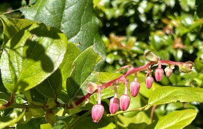 Gaultheria shallon, photographed by Chuck Wilson