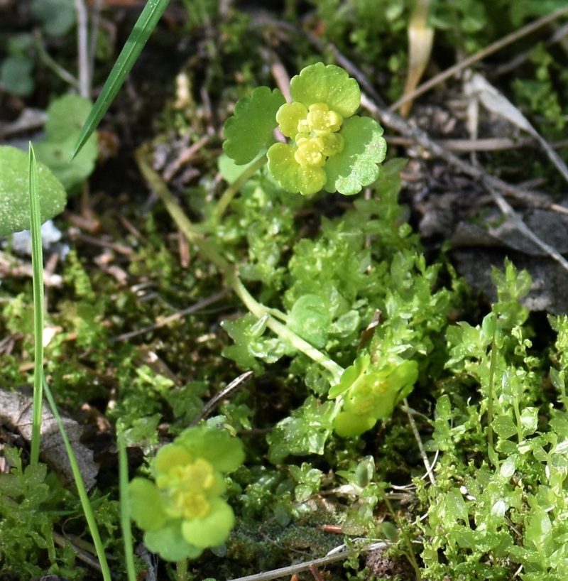 Chrysosplenium iowense, photographed by Eric Lamb