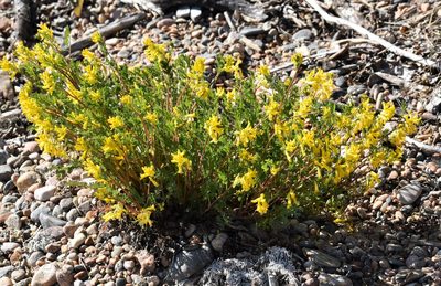 Corydalis aurea, photographed by Eric Lamb