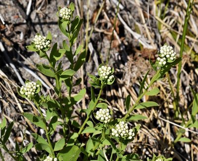 Comandra umbellata, photographed by Eric Lamb