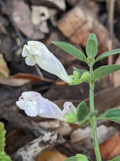 Scutellaria californica, photographed by Ken-ichi Ueda