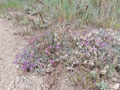 Astragalus utahensis