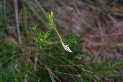 Menodora longiflora