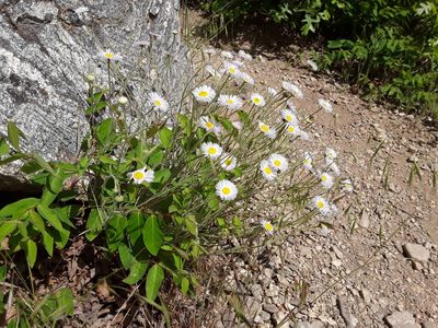 Erigeron divergens