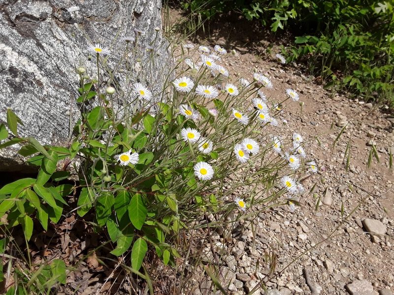 Erigeron divergens, photographed by Jared Tholen