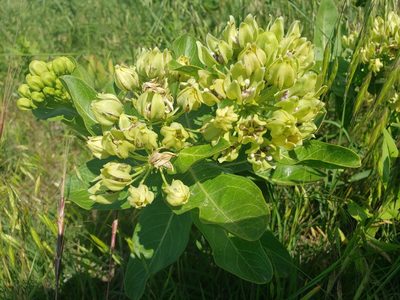 Asclepias viridis, photographed by Jody Shugart