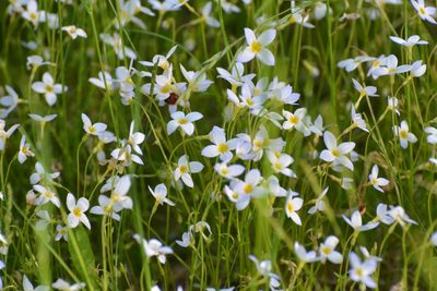 Houstonia caerulea, photographed by Bex Goreham