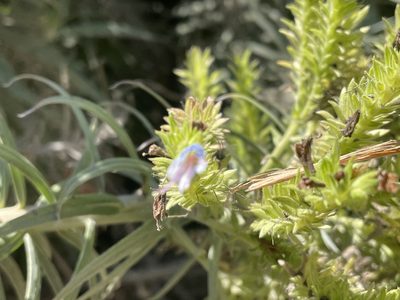 Echium candicans