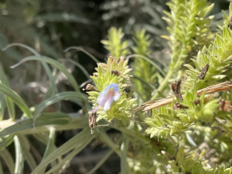 Echium candicans, photographed by Jim Riley