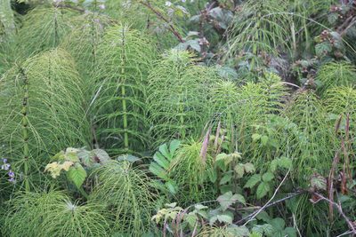 Equisetum telmateia, photographed by Wendy St. John