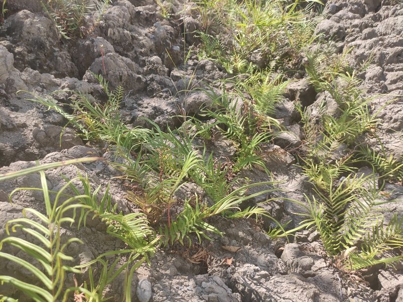 Pteris vittata, photographed by Augustin Soulard