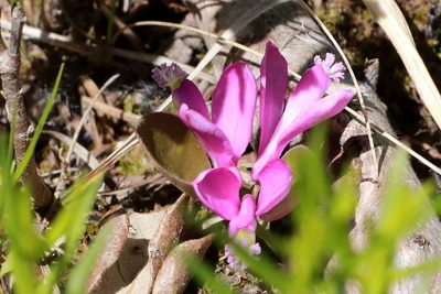 Polygaloides paucifolia, photographed by Carol Ann Vermeer