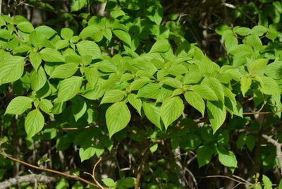 Cornus alternifolia, photographed by Bex Goreham