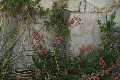 Penstemon baccharifolius, photographed by Michelle W. （鍾偉瑋）