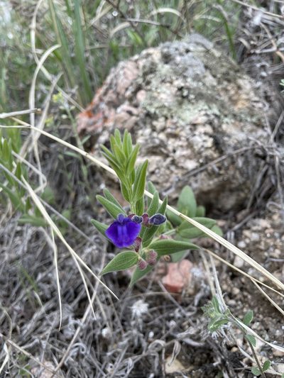 Scutellaria brittonii, photographed by Stephen Hornbeck