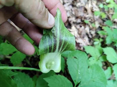 Arisaema triphyllum, photographed by Scott Allen Davis