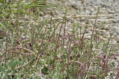 Acleisanthes longiflora