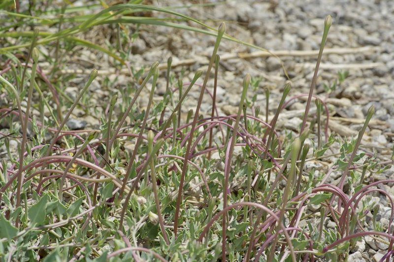 Acleisanthes longiflora, photographed by Michelle W. （鍾偉瑋）