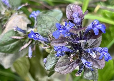 Ajuga reptans, photographed by Chuck Wilson