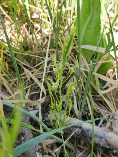 Thesium repens, photographed by Юлия