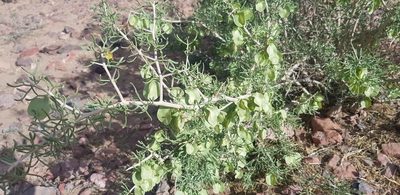Zygophyllum xanthoxylum, photographed by Urgamal Magsar