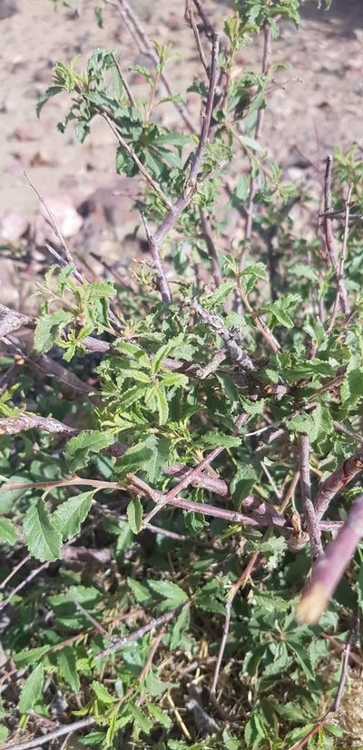 Prunus pedunculata, photographed by Urgamal Magsar