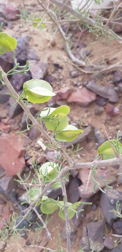 Zygophyllum xanthoxylum, photographed by Urgamal Magsar