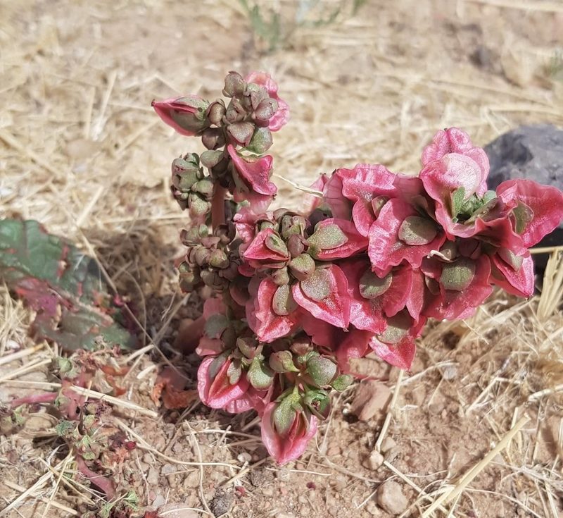 Rheum nanum, photographed by Urgamal Magsar