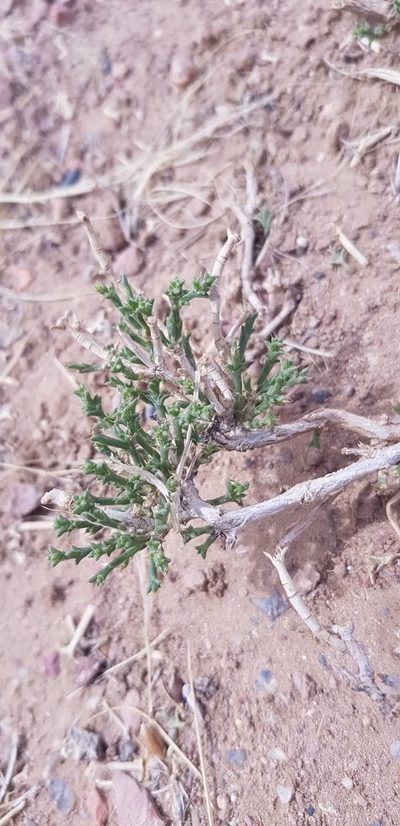 Anabasis brevifolia, photographed by Urgamal Magsar