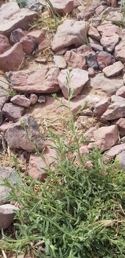 Aster hispidus, photographed by Urgamal Magsar