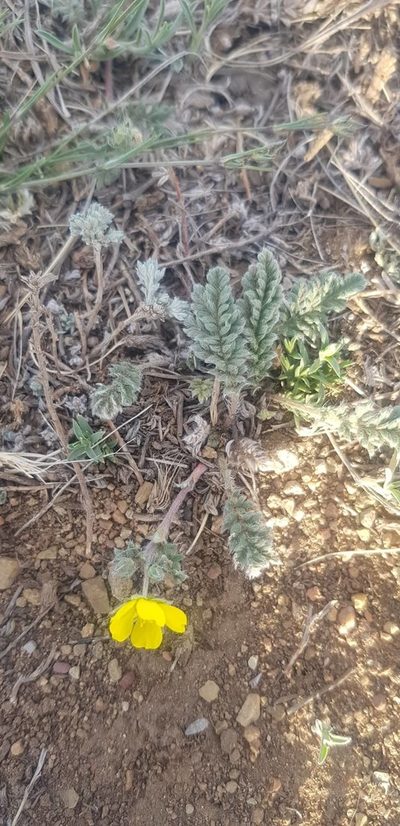 Potentilla sericea, photographed by Urgamal Magsar