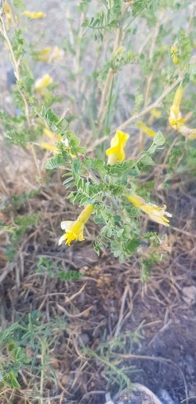 Caragana microphylla, photographed by Urgamal Magsar