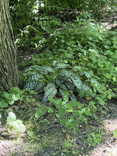 Pulmonaria saccharata, photographed by Mark Richman