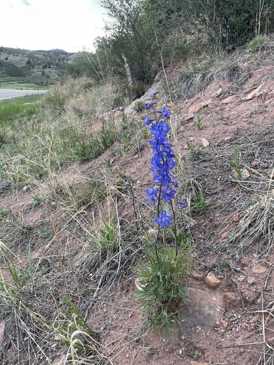 Delphinium geyeri, photographed by Stephen Hornbeck