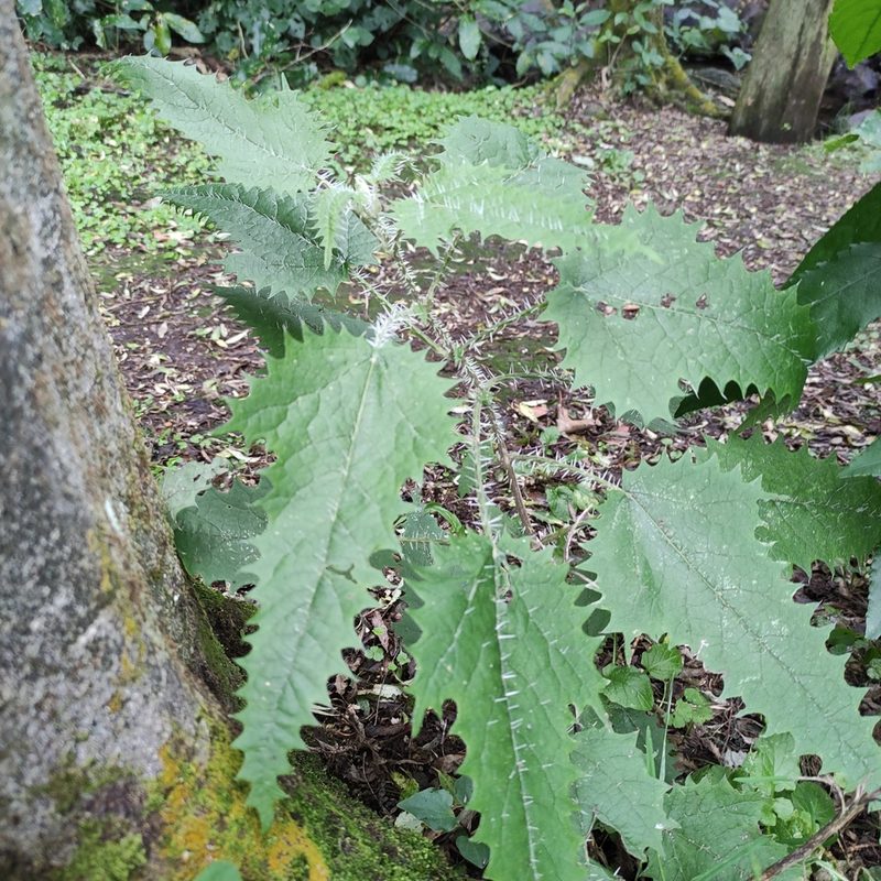 Urtica ferox, photographed by Jenny Saito