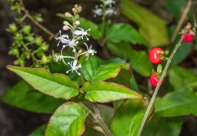 Rivina humilis, photographed by Don Loarie