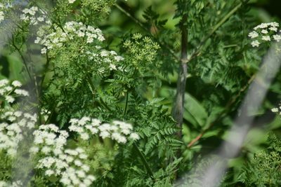 Conium maculatum, photographed by inbetweenbays