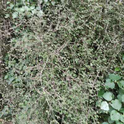 Coprosma rotundifolia, photographed by Jenny Saito