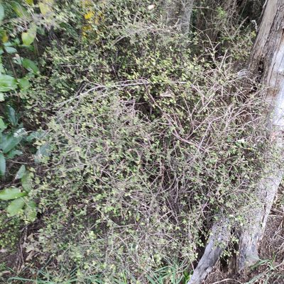Coprosma rhamnoides, photographed by Jenny Saito