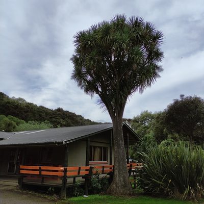 Cordyline australis, photographed by Jenny Saito