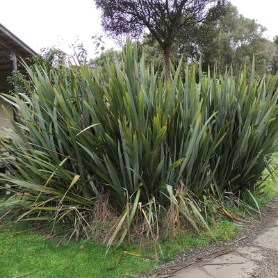 Phormium tenax, photographed by Jenny Saito
