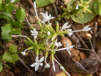 Plumbago zeylanica