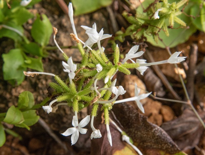 Plumbago zeylanica, photographed by Don Loarie