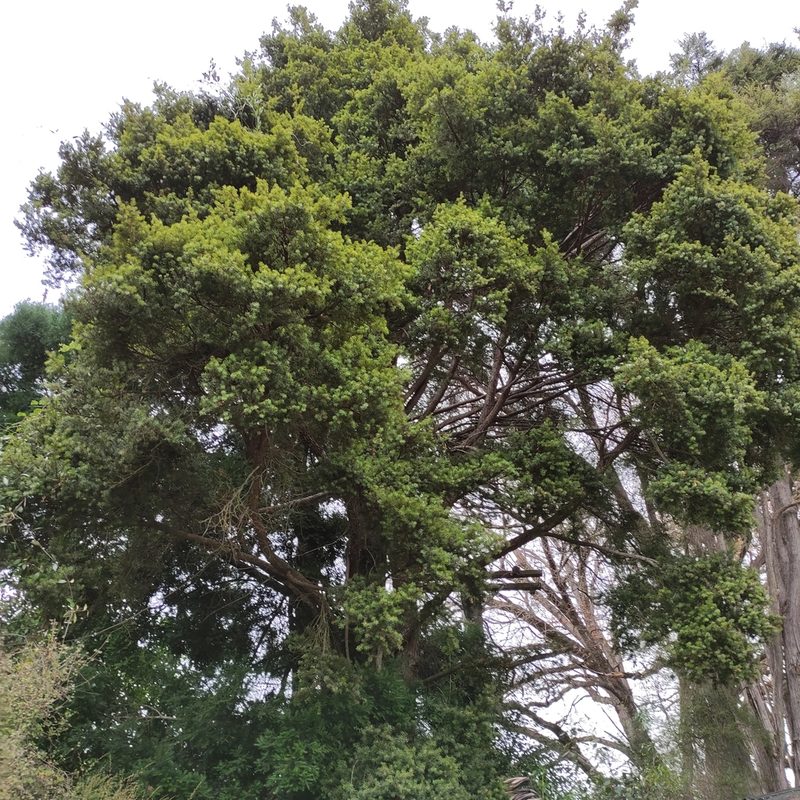 Podocarpus totara, photographed by Jenny Saito