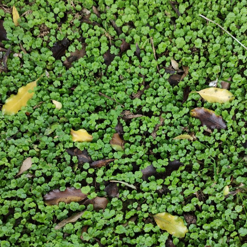 Hydrocotyle heteromeria, photographed by Jenny Saito