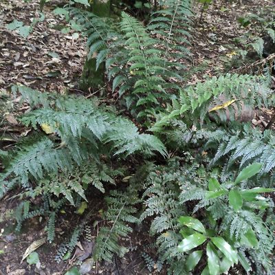 Asplenium gracillimum, photographed by Jenny Saito