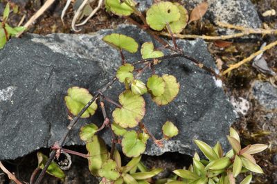 Viola filicaulis, photographed by Pieter Pelser