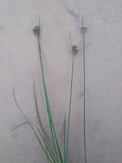 Juncus occidentalis, photographed by Rob Cuthrell