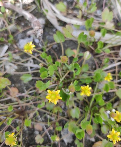 Halerpestes sarmentosa, photographed by Юлия